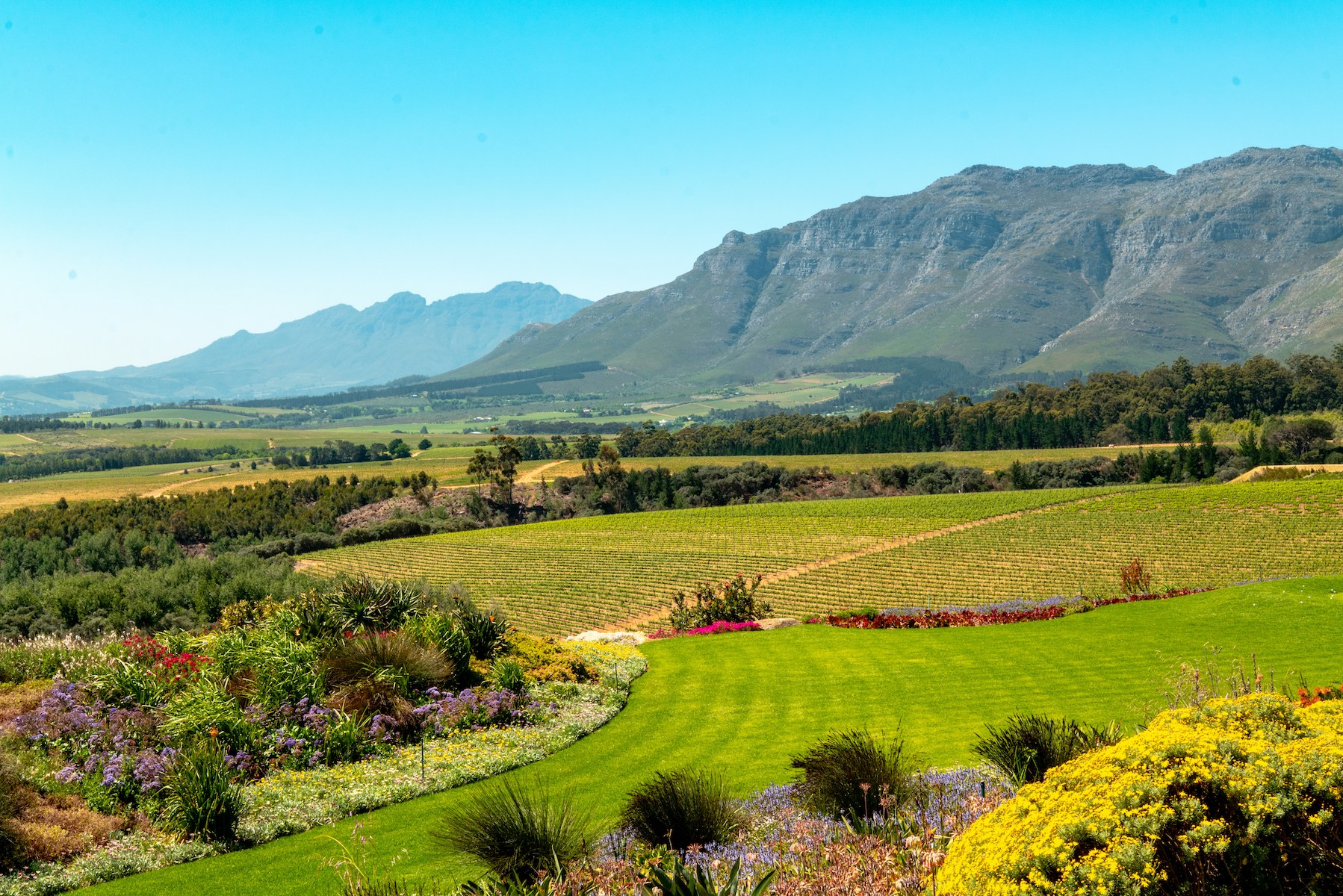 Vineyard blocks and farmland running to a wall of Cape Fold mountains under a clear blue sky, a garden of fynbos and flowering borders in the foreground.