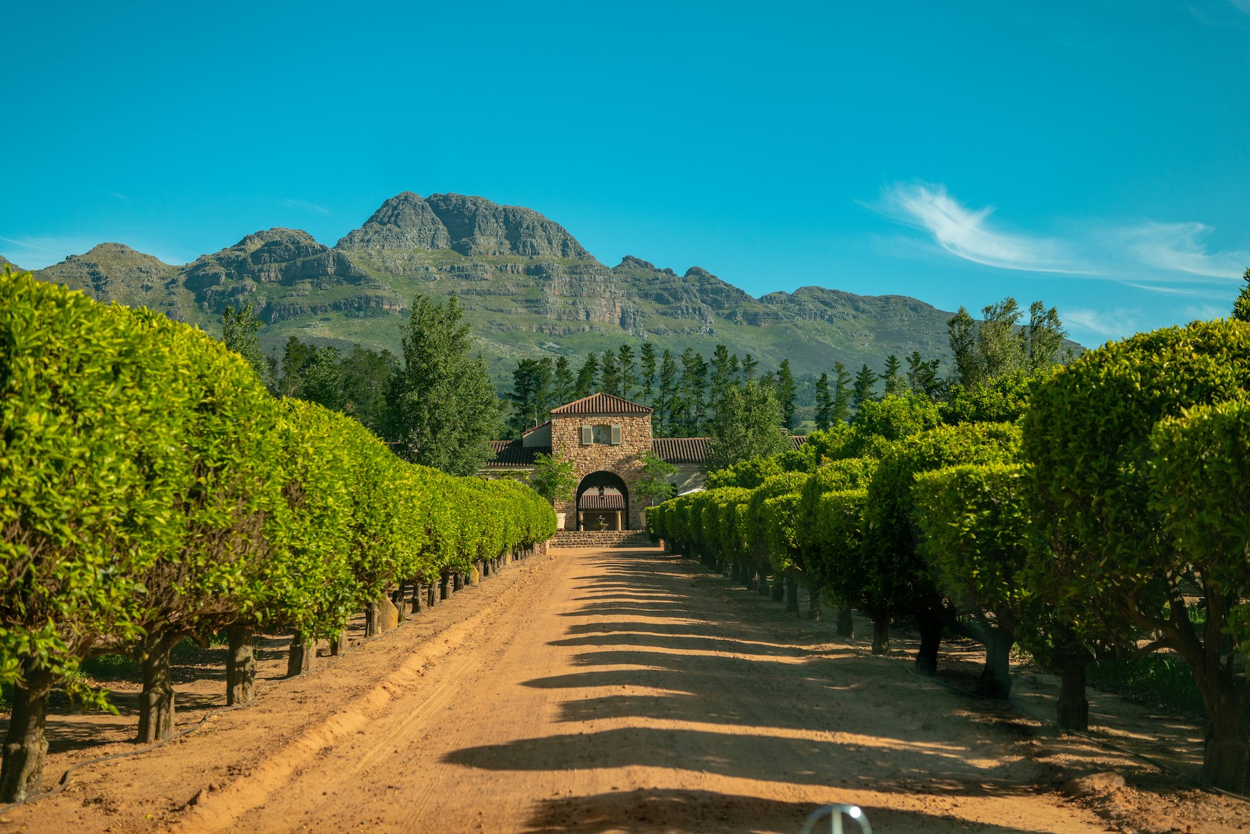 A stone winery building with a tiled roof at the end of a sandy avenue of clipped citrus trees, high Cape Fold mountains rising behind it in the Western Cape winelands.