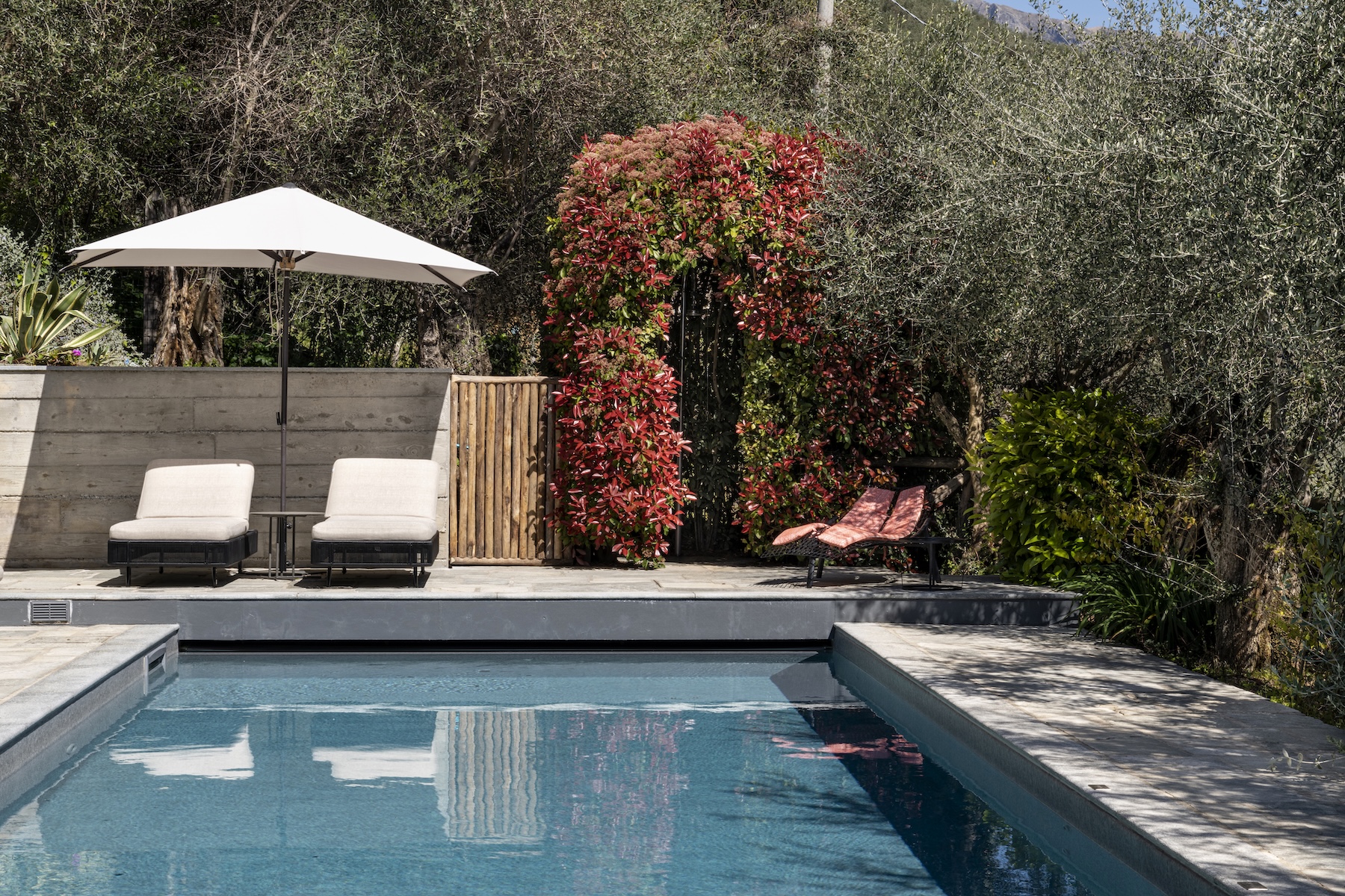 A pool framed by board-marked concrete, olive trees and a flush of red photinia at Locanda al Colle, on the Versilian heights of Tuscany, Italy.