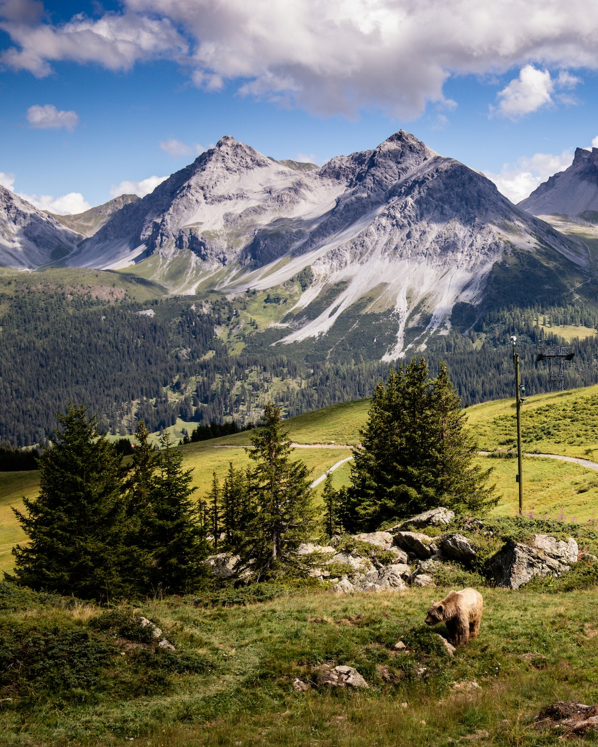 A brown bear grazing on an alpine meadow at Arosa Baerenland below the rugged peaks of the Schanfigg | The Aficionados