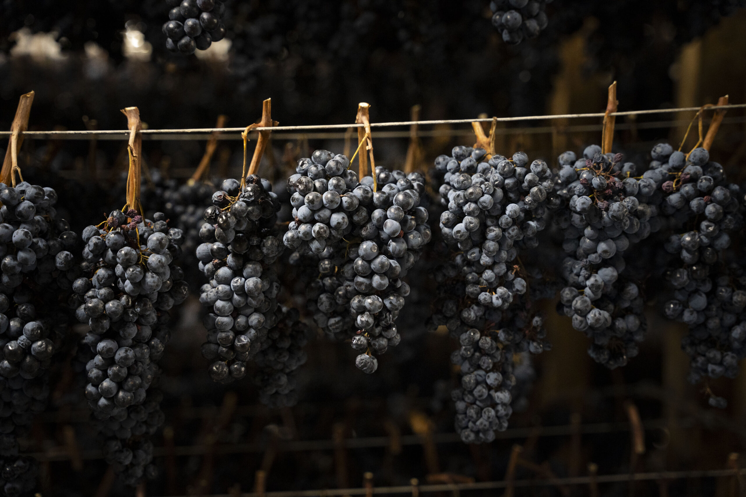 Vernaccia Nera grapes hanging to dry for Vernaccia di Serrapetrona sparkling red wine production, Le Marche Italy