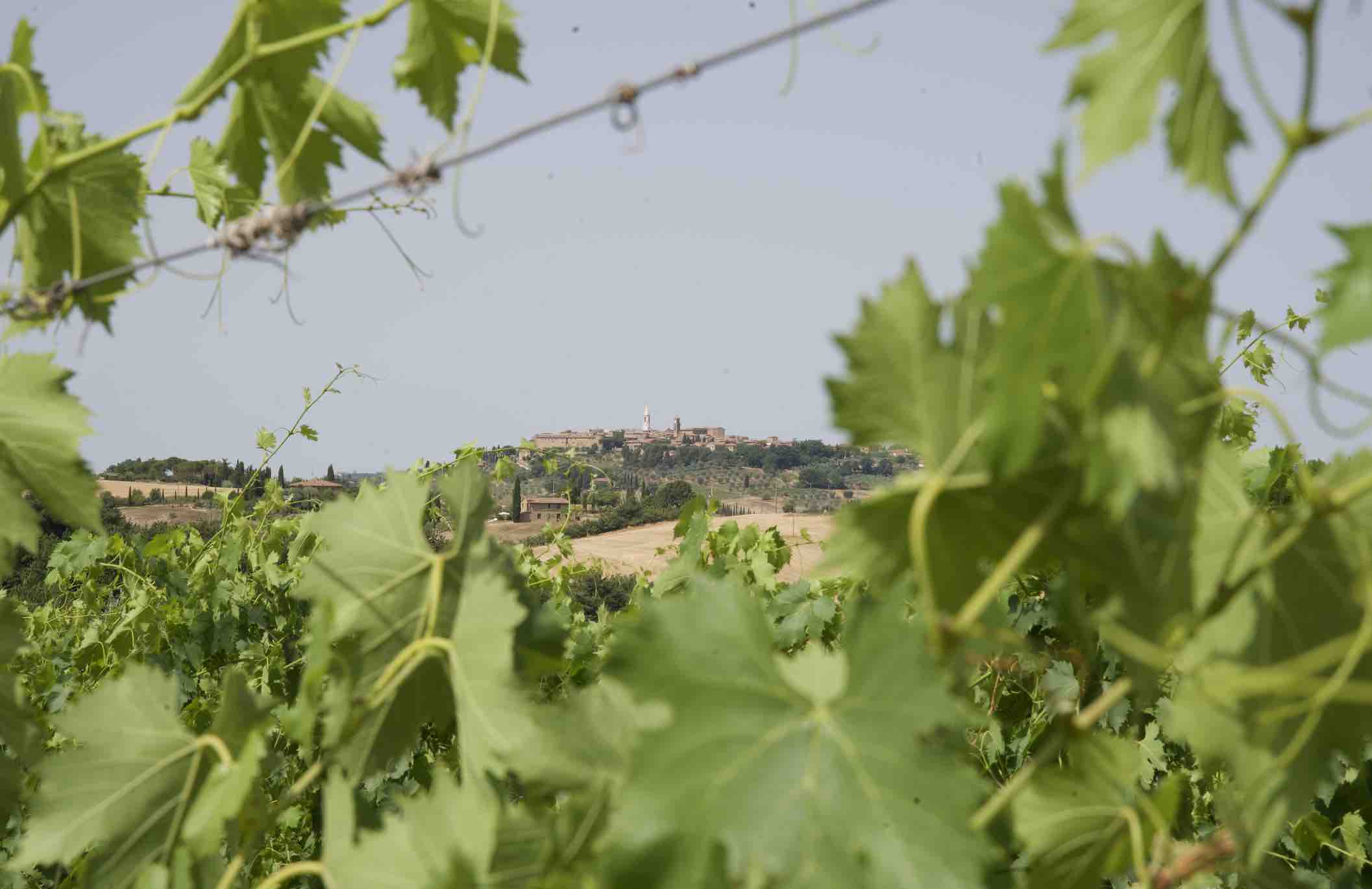 Favourite Tuscan Vineyards by Fabio Firli - Follonico | The Aficionados 