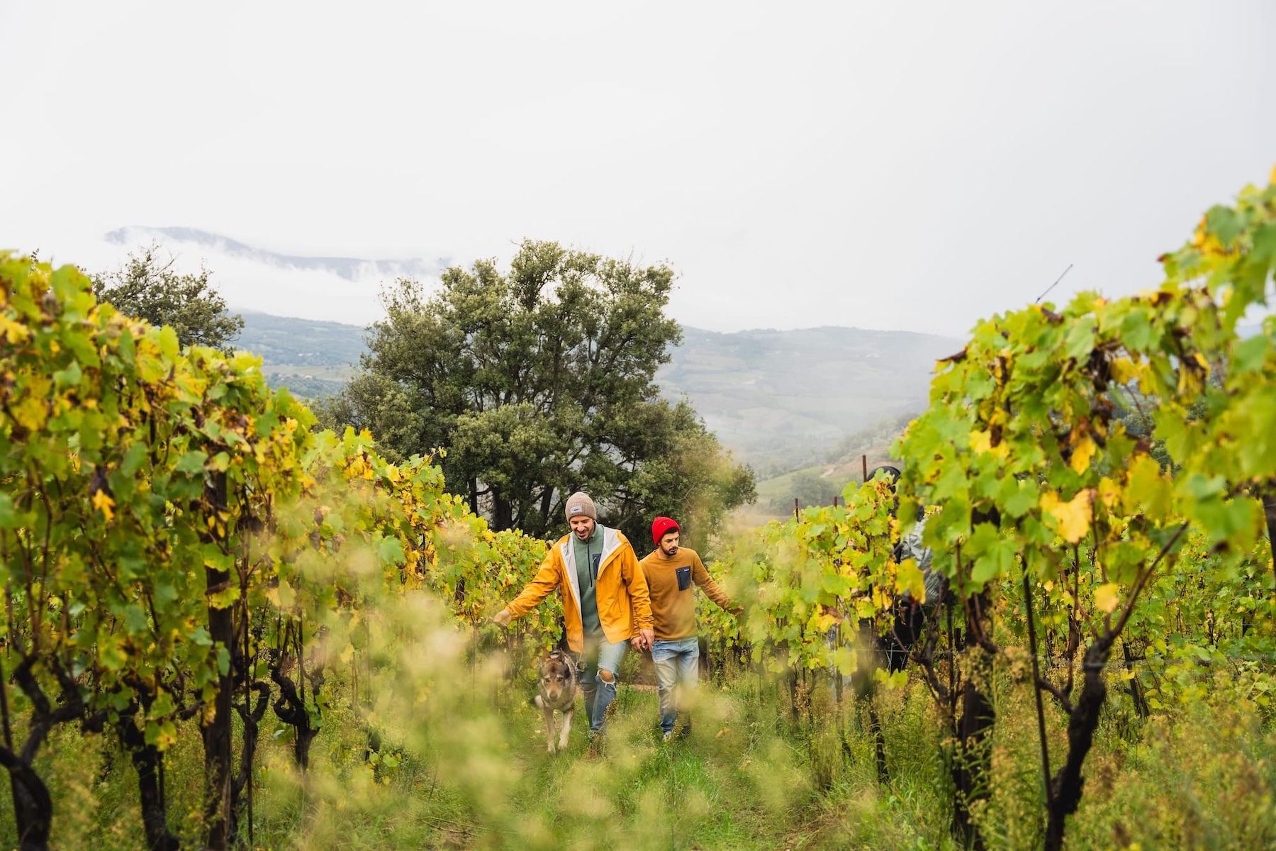 Two people walking a grassy row between autumn vines with a dog, misty hills beyond | The Aficionados