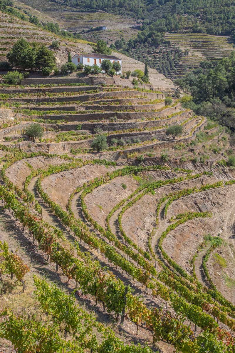 Wine & Soul Winemakers | Jorge Serôdio Borges and Sandra Tavares da Silva | From Port to Wine: Five Winemaker Innovators in Porto